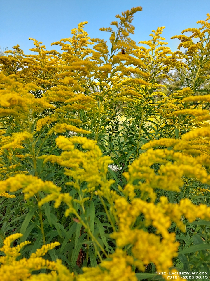 73181LeUsm - Goldenrod!